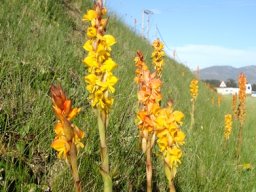 Satyrium coriifolium